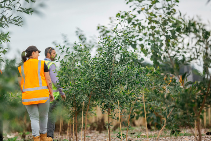 Waikeria Nursery