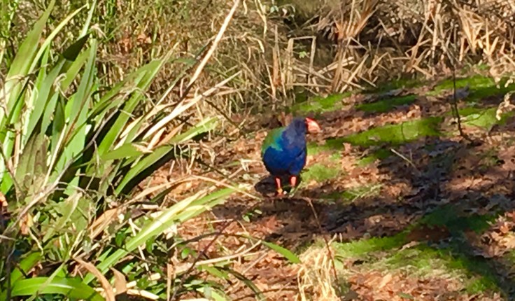 Mr Takahe