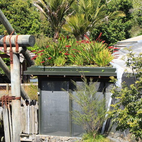 Xeronema living roof, Auckland Zoo - Photo by Zoë Avery