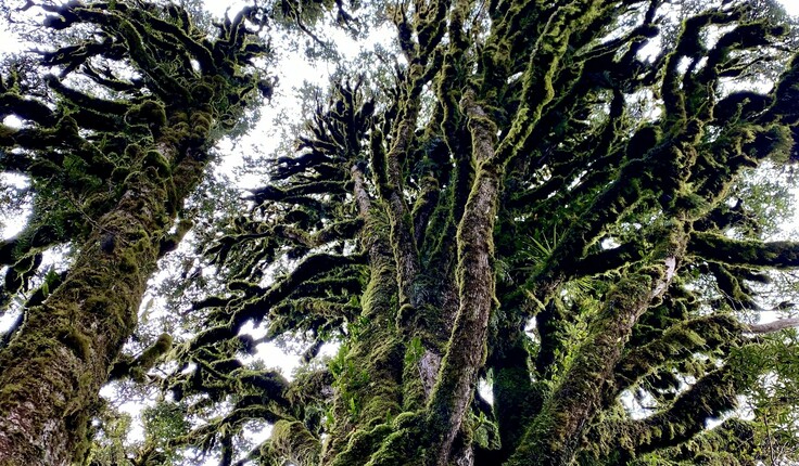 This stunning image is of Pureora Forest and is by Isthmus’ Simon Button.  NZILA President Henry Crothers says the Institute is very grateful to Simon to have been able to use it in both Te Tangi a Te Manu and Tuia Pito Ora - He Whakaahua - the NZILA’s 50th anniversary publication.