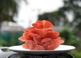 One of the two varieties of mushrooms grown by Edible Garden City, the pink oyster mushrooms have a bright pink colour and strong umami flavour, making them a favourite among chefs and home cooks. Photo credit: Edible Garden City.