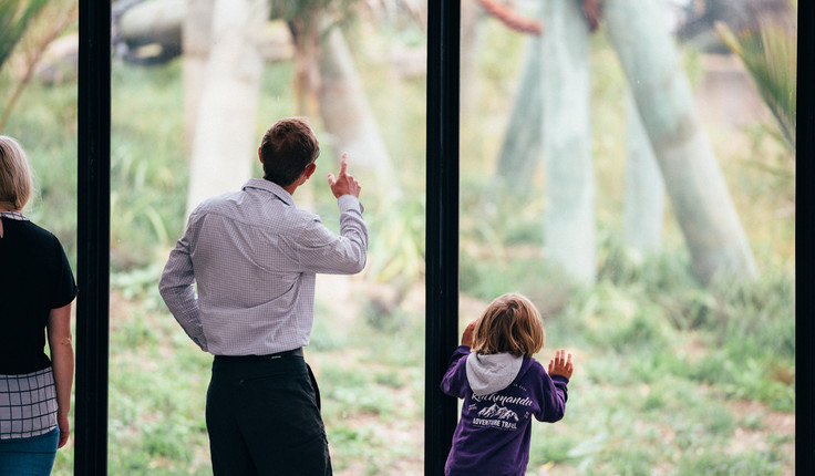 Encounters are much more up close and personal now that the chimps can come right up to the glazed viewing area.