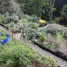 Studio herb garden living roof, Auckland - Photo by Zoë Avery