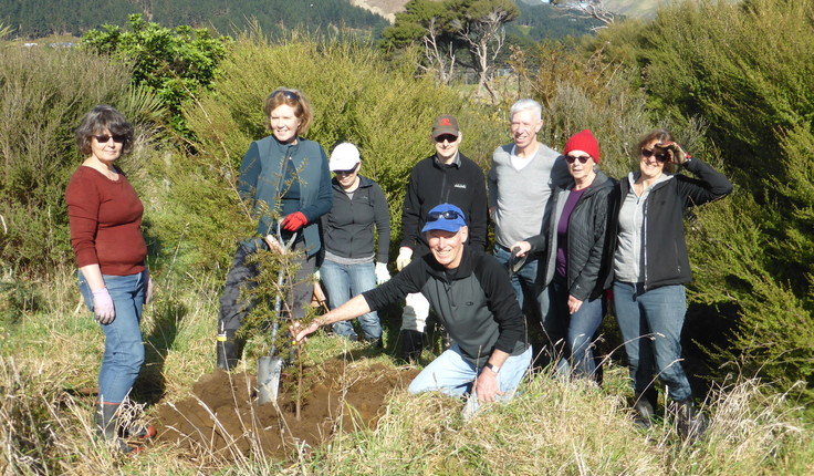 Totara in memory of Kay Bannatyne