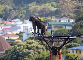 The judges felt the captive environment for the chimps at Wellington Zoo has been enhanced while educational and conservation outcomes have also been strengthened.