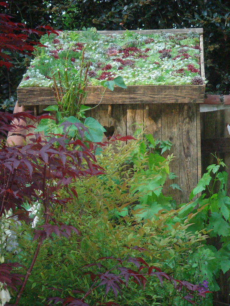 Garden Shed Living Roof, London - Photo by Zoë Avery