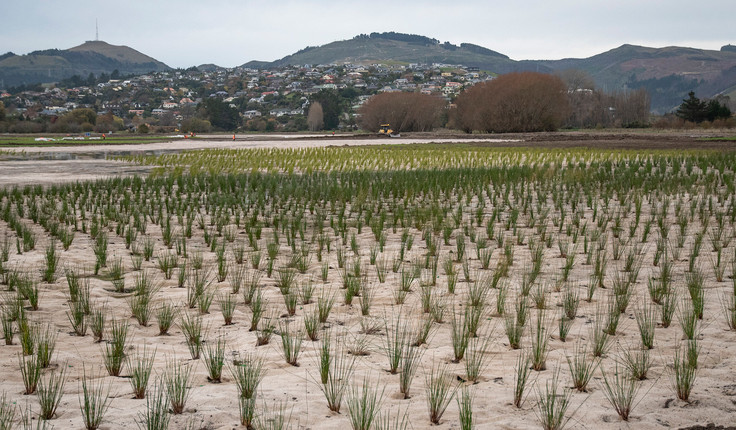 During construction, planting of wetland cells looking towards the Port Hills.