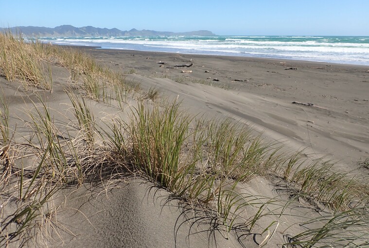 The Coastal Restoration Trust of New Zealand's 2024 Conference New