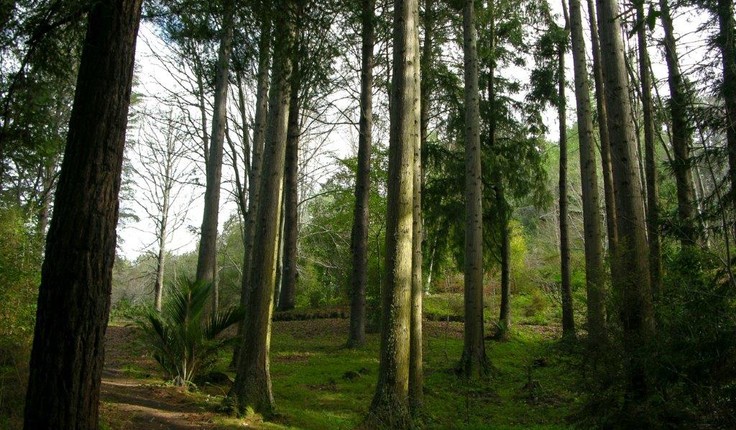 Eastwoodhill - New Zealand's national arboretum could play a role in preserving species threatened by climate change
