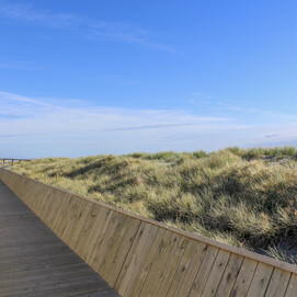View of the successful dune regeneration from the boardwalk.