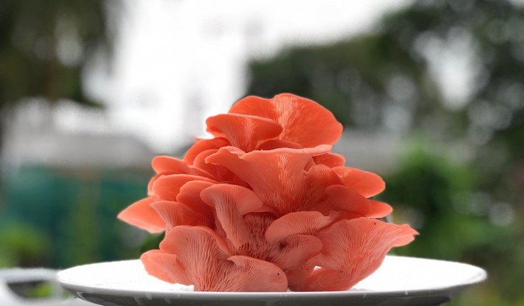 One of the two varieties of mushrooms grown by Edible Garden City, the pink oyster mushrooms have a bright pink colour and strong umami flavour, making them a favourite among chefs and home cooks. Photo credit: Edible Garden City.