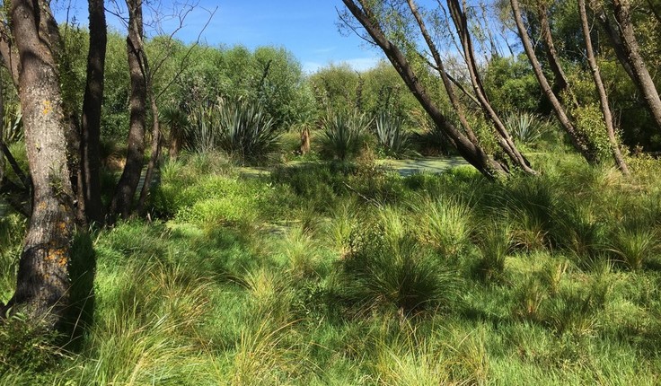 Gill Lawson says she is learning to see the colours and textures in the Canterbury wetlands.