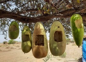 Bottle Gourds made into nesting sites. Location priorities.