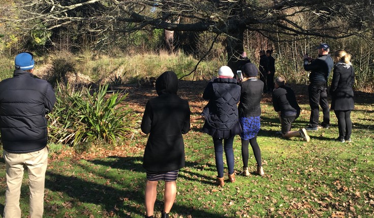 Takahe spotting