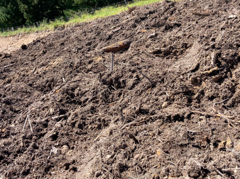 Forest floor or duff, is a vital part of forest ecosystems