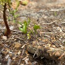 To support natural processes and successional planting, active rehabilitation processes rely on the existing seed bank within the vegetation clearance and forest duff
