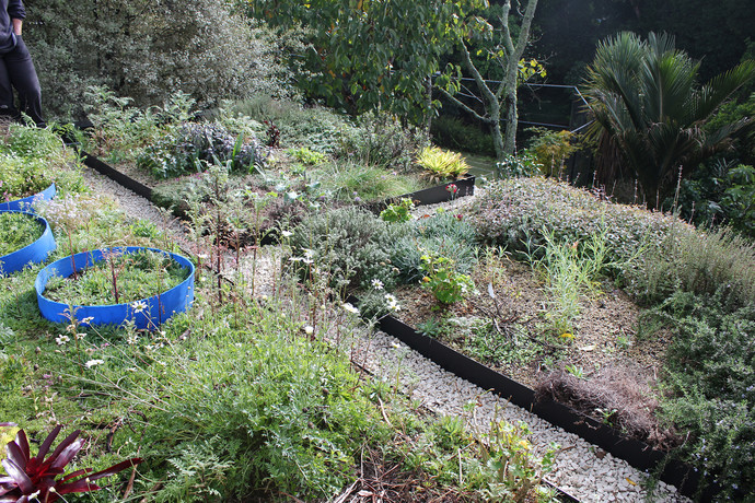 Studio herb garden living roof, Auckland - Photo by Zoë Avery